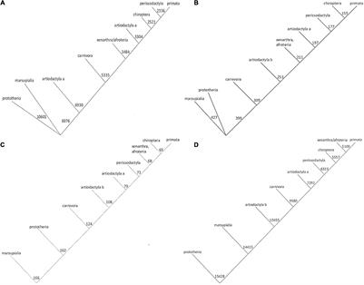 Quantitative Analysis of Protein Evolution: The Phylogeny of Osteopontin